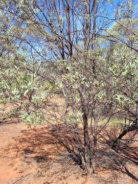 Imagem de Acacia catenulata C. T. White