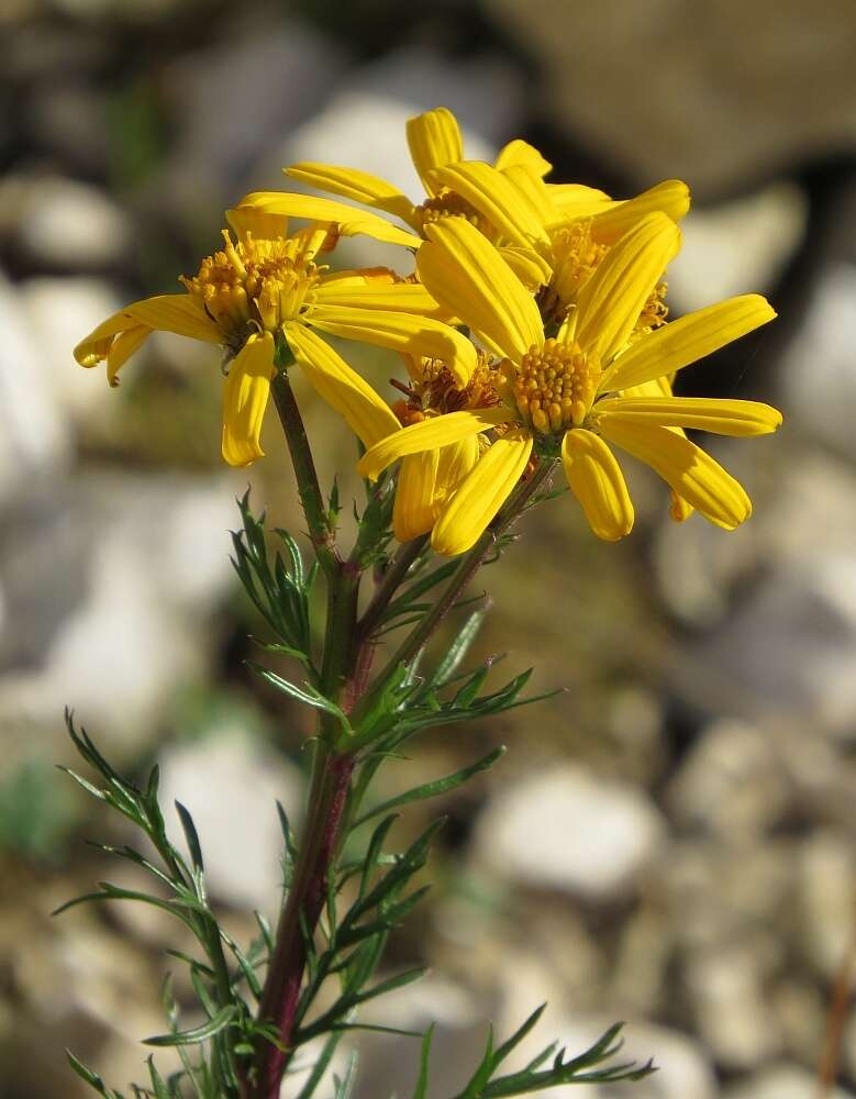 Jacobaea abrotanifolia subsp. abrotanifolia resmi