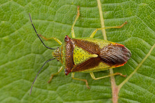 Image of Acanthosoma haemorrhoidale (Linnaeus 1758)