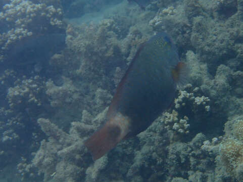 Image of Pacific bullethead parrotfish