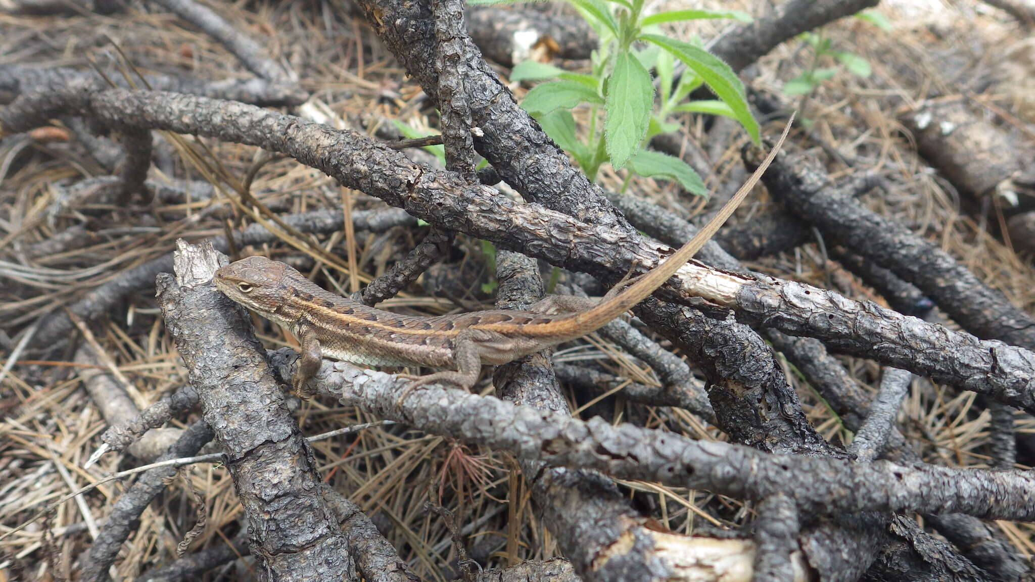 Image of Slevins’s Bunch Grass Lizard