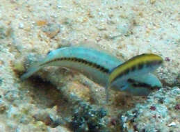 Image of Slippery Dick