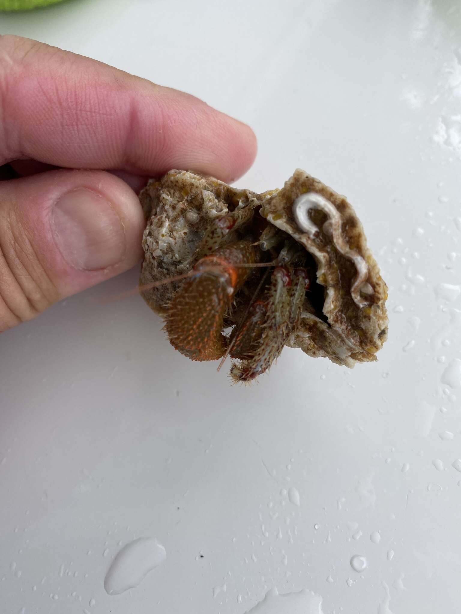 Image of Bering hermit crab