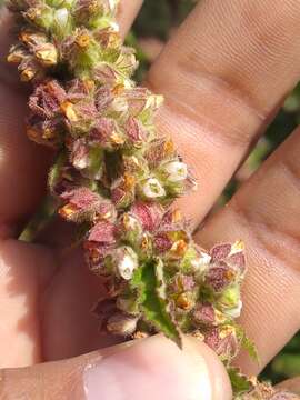 Kearnemalvastrum subtriflorum (Lag.) D. M. Bates resmi