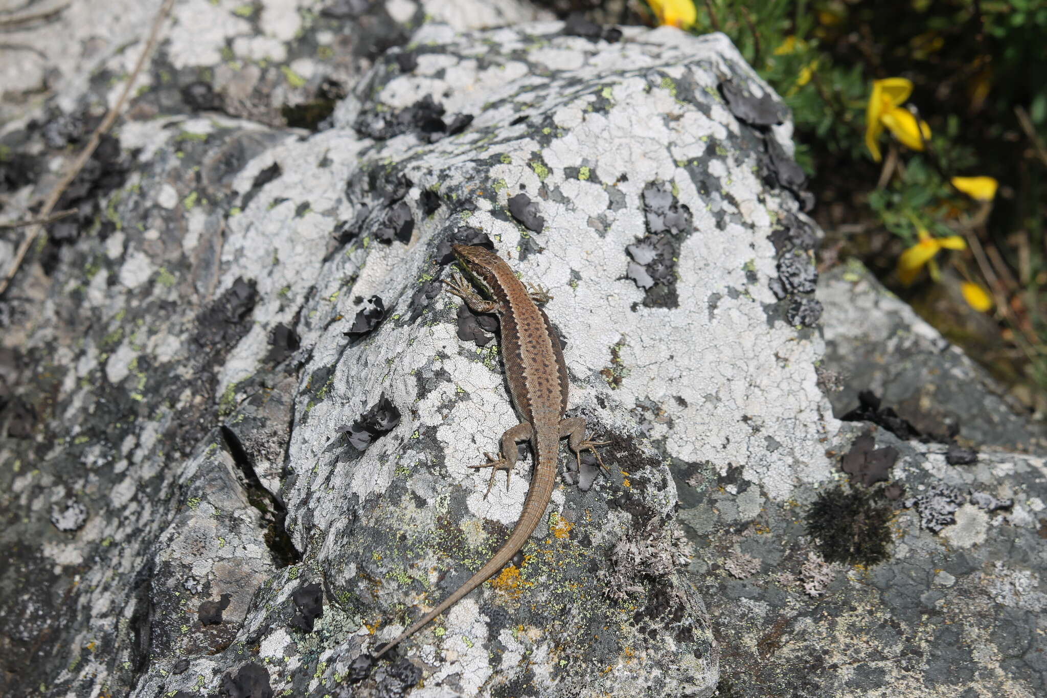 Image of Iberian rock lizard