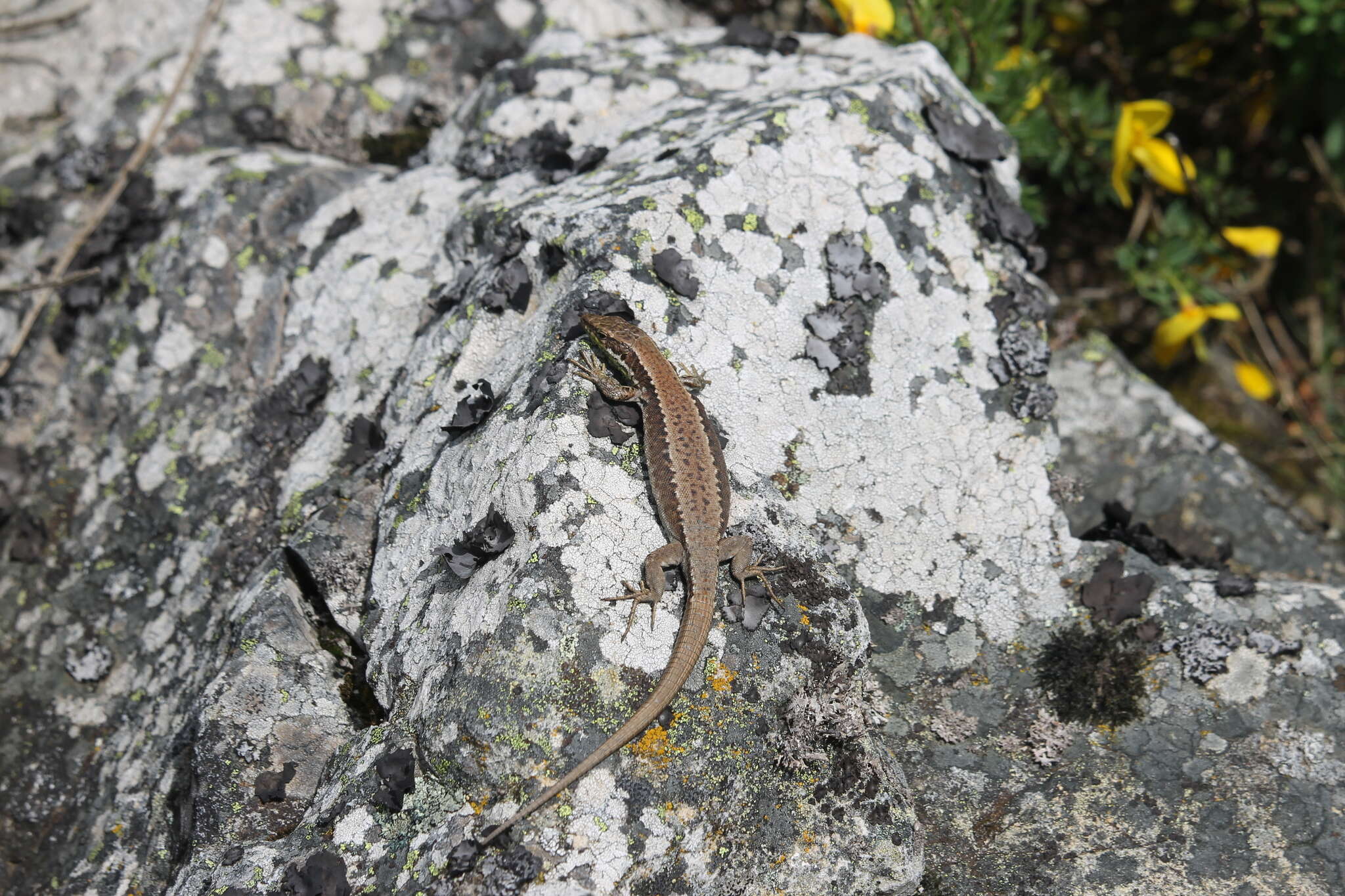 Sivun Iberolacerta monticola (Boulenger 1905) kuva