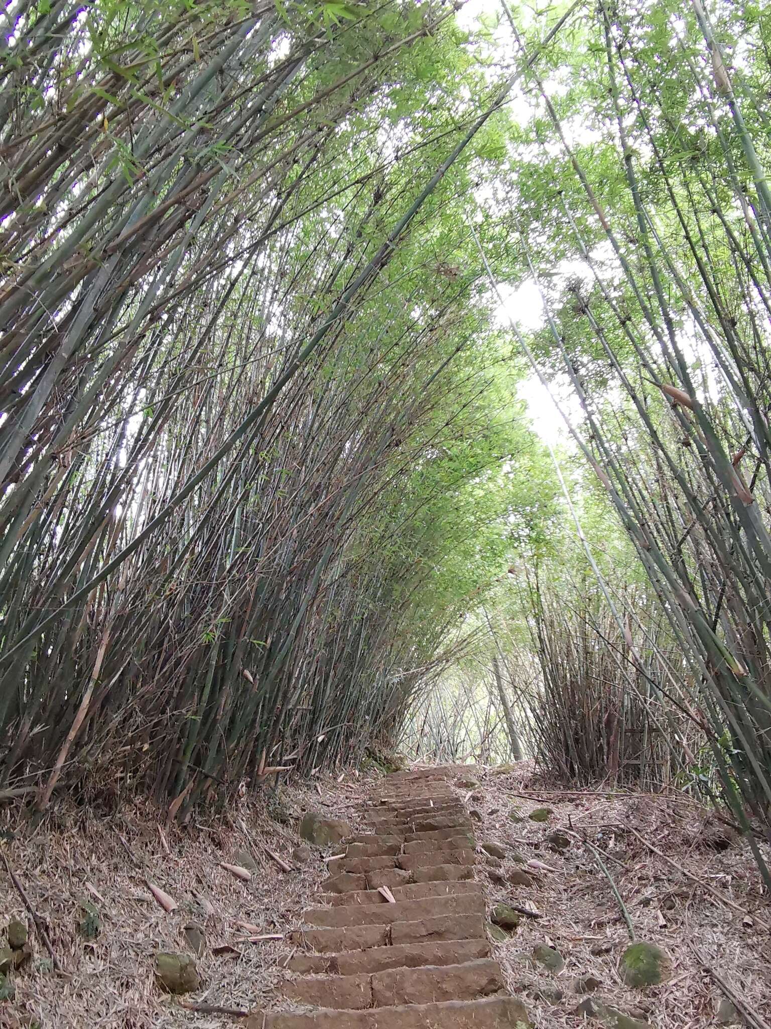 Image of hedge bamboo