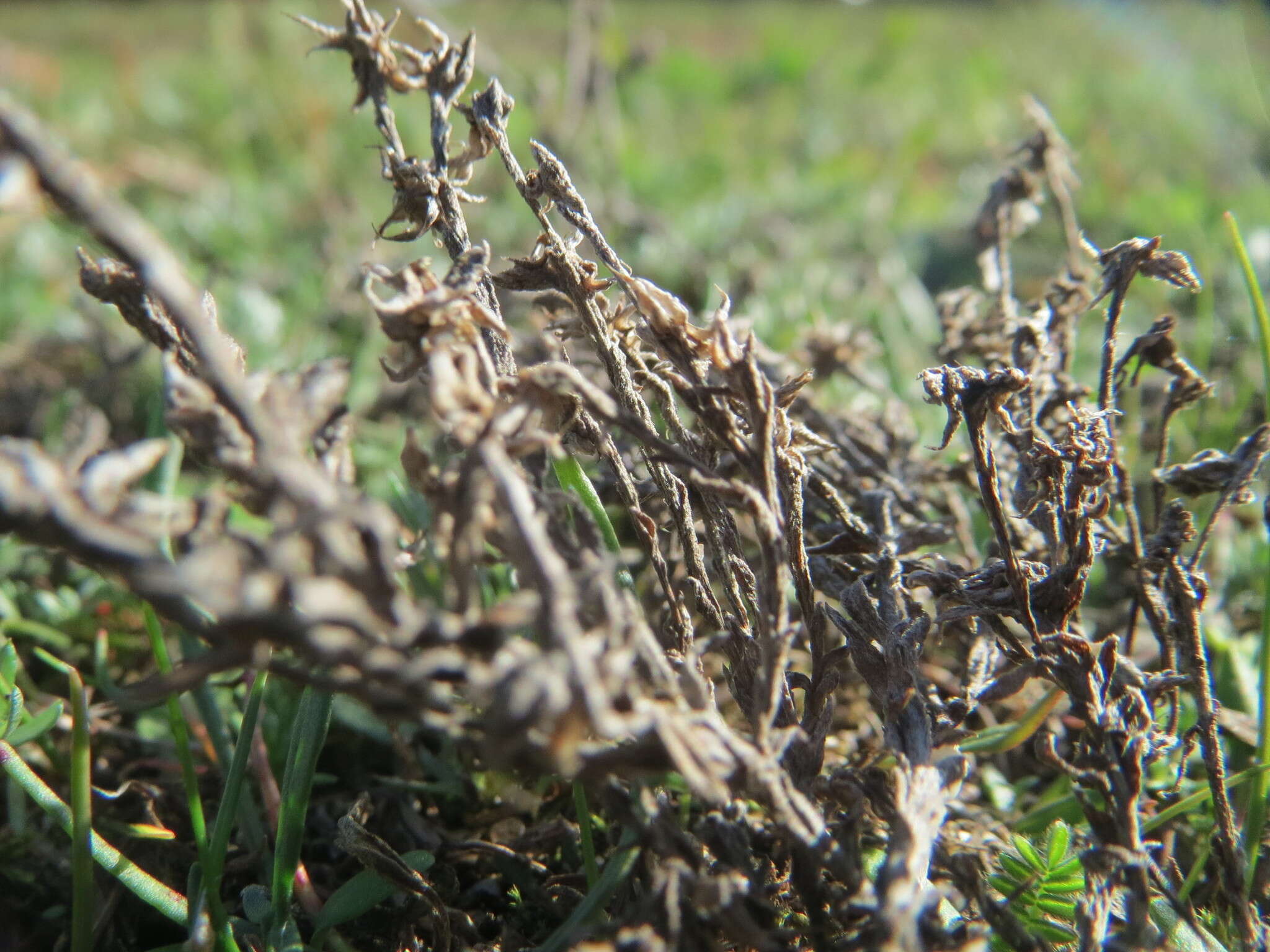 Image of field cudweed