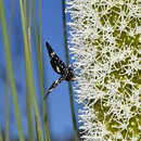 Image of Periscepta butleri