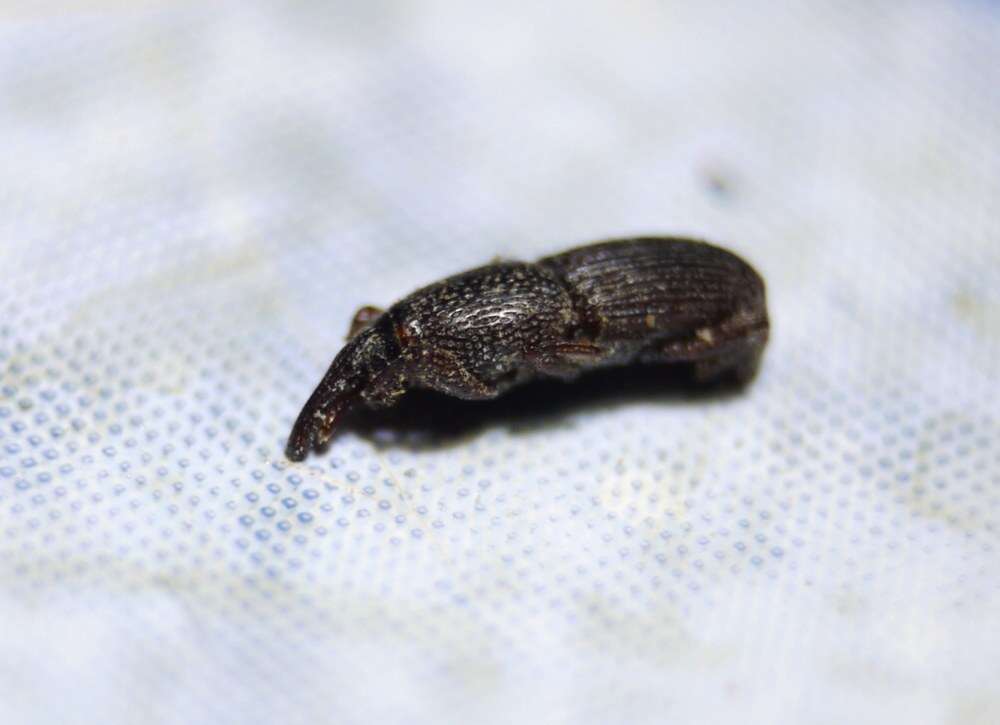 Image of Wheat weevil