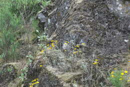 Image of Common Woolly Sunflower