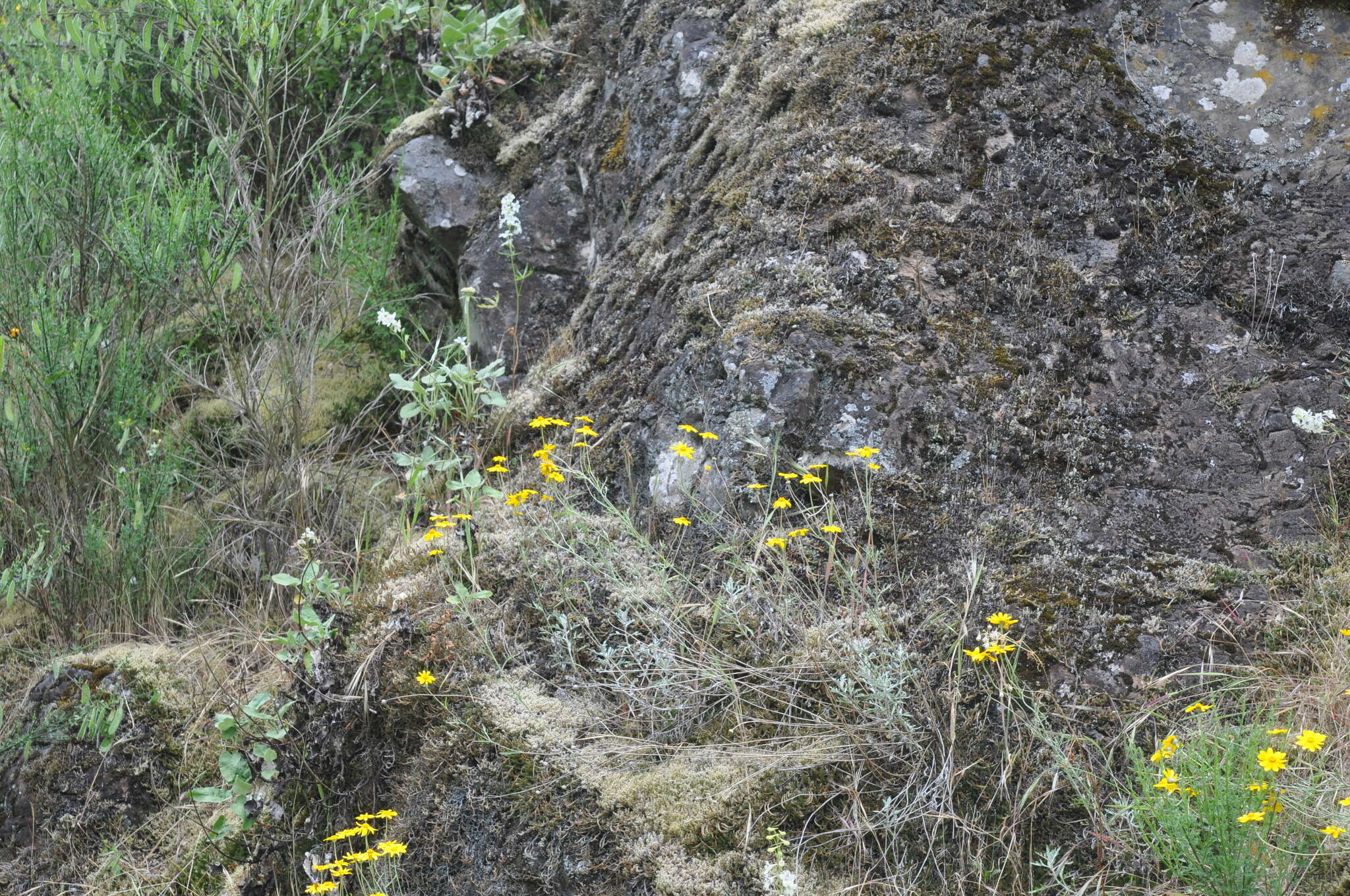 Image of Common Woolly Sunflower