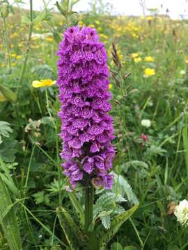 Image of Dactylorhiza formosa Soó