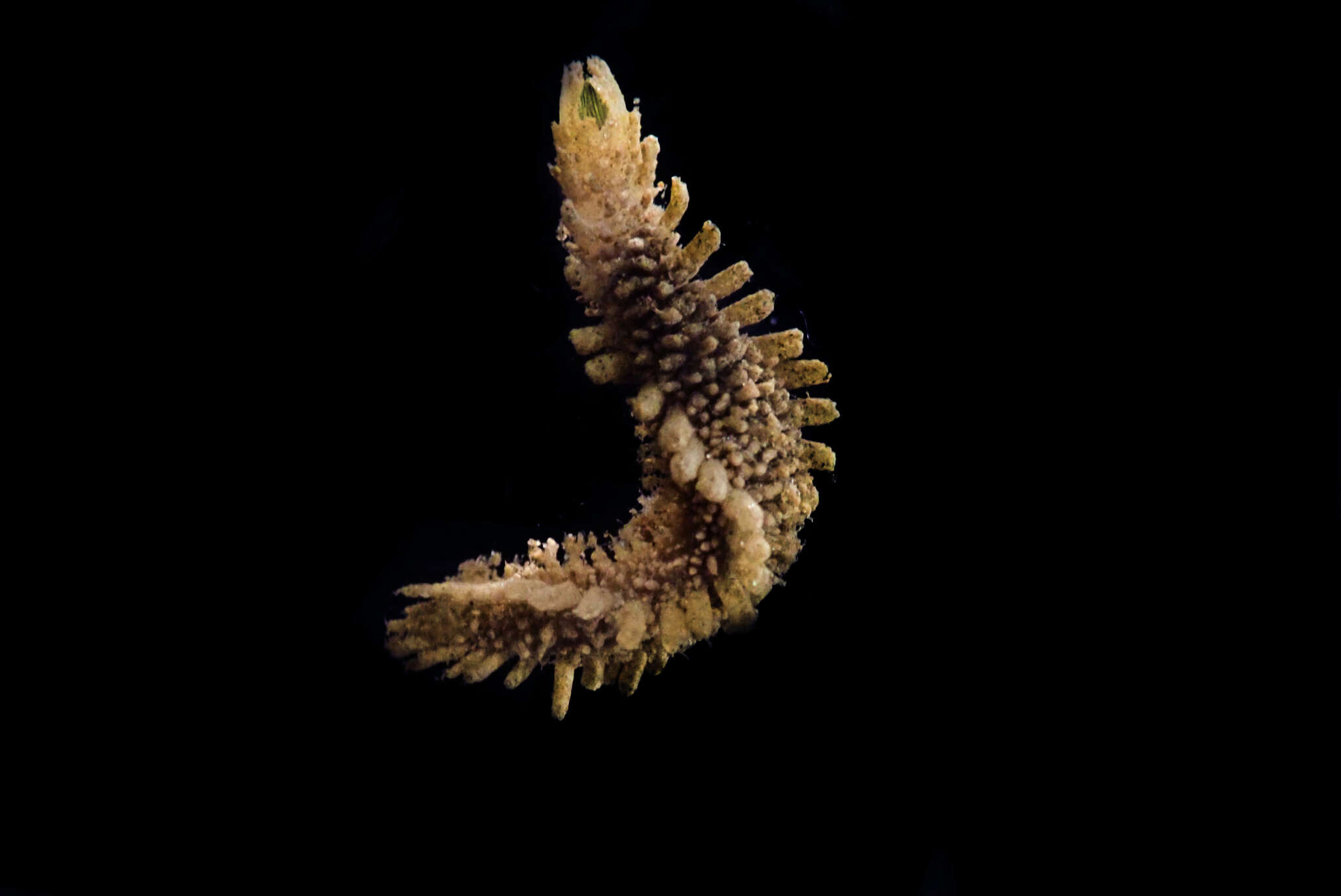 Image of Flabelliderma ockeri Salazar-Vallejo 2007