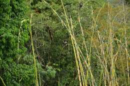 Image of Black-shanked Douc Langur