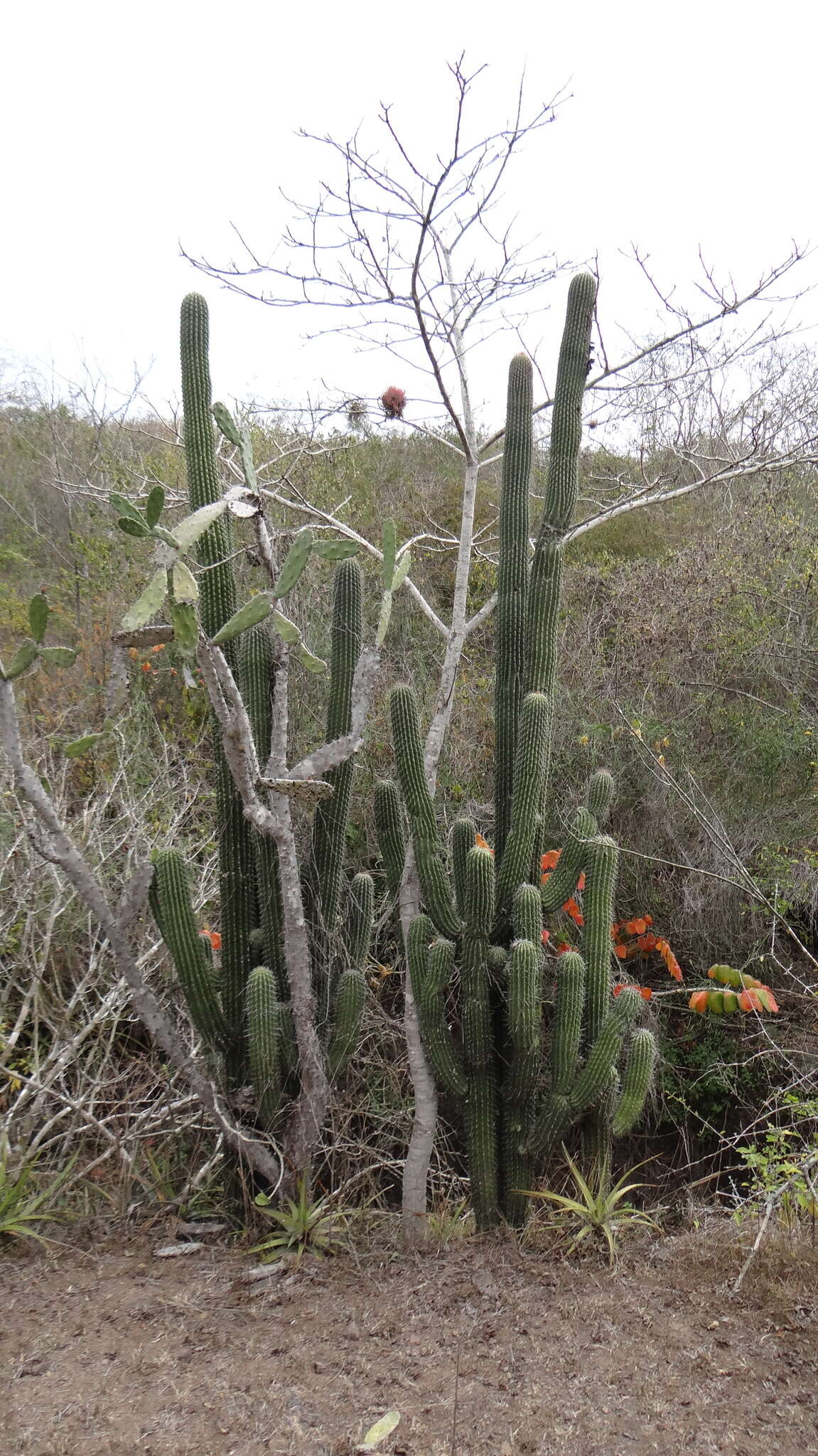 Neobuxbaumia scoparia (Polseg.) Backeb.的圖片