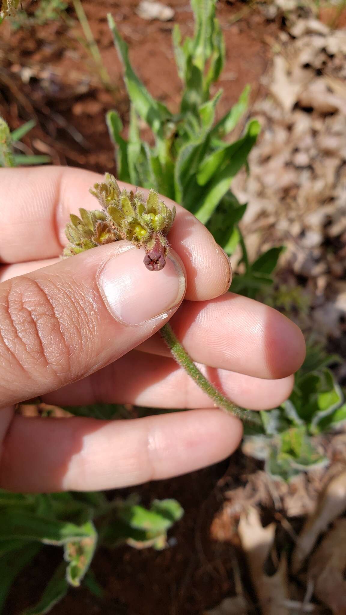 Plancia ëd Andersonglossum occidentale (A. Gray) J. I. Cohen