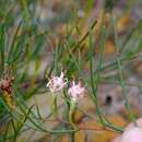 Image of Serruria flagellifolia Salisb. ex Knight