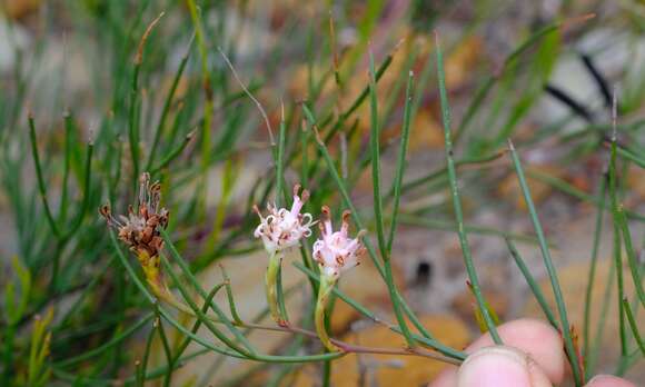 Imagem de Serruria flagellifolia Salisb. ex Knight