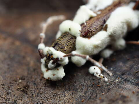 Beauveria pseudobassiana S. A. Rehner & Humber 2011 resmi