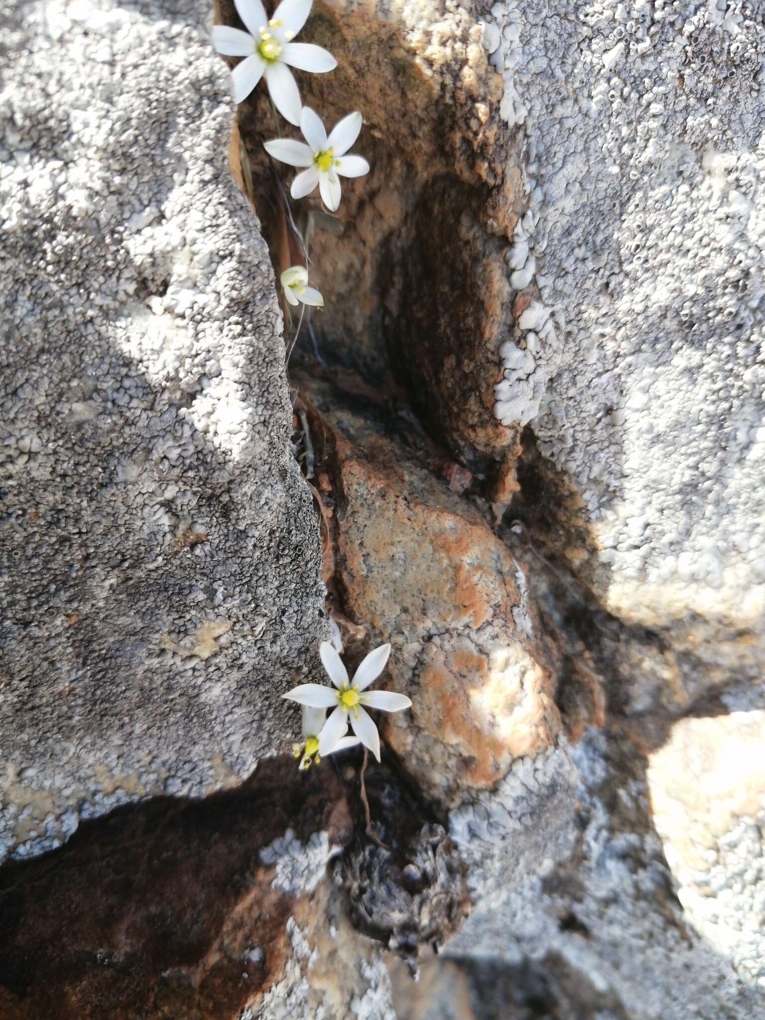 Image of Ornithogalum geniculatum Oberm.