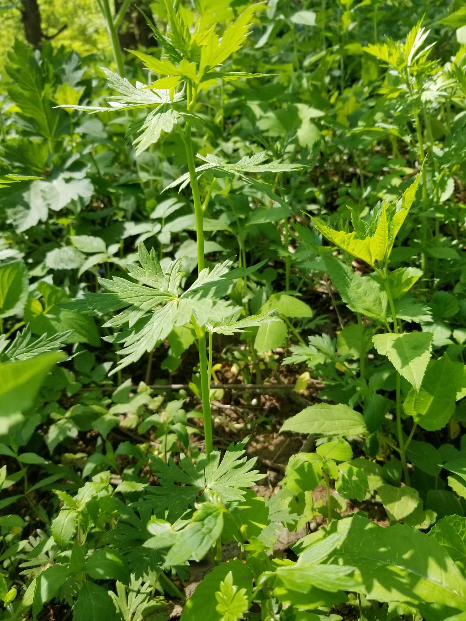 Imagem de Aconitum uncinatum L.