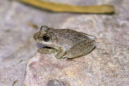 Image de Litoria coplandi (Tyler 1968)