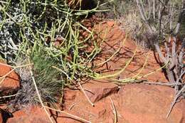 Image of Cynanchum viminale subsp. australe (R. Br.)