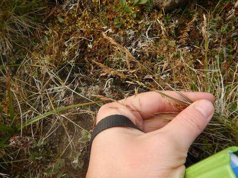 Image of Deschampsia cespitosa subsp. cespitosa