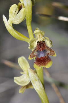 Image of Ophrys insectifera subsp. aymoninii Breistr.