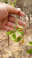 Image de Zanthoxylum caribaeum Lam.