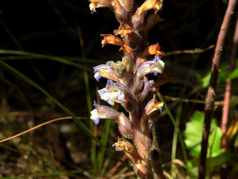 Image of Phelipanche rosmarina (G. Beck) Banfi, Galasso & Soldano