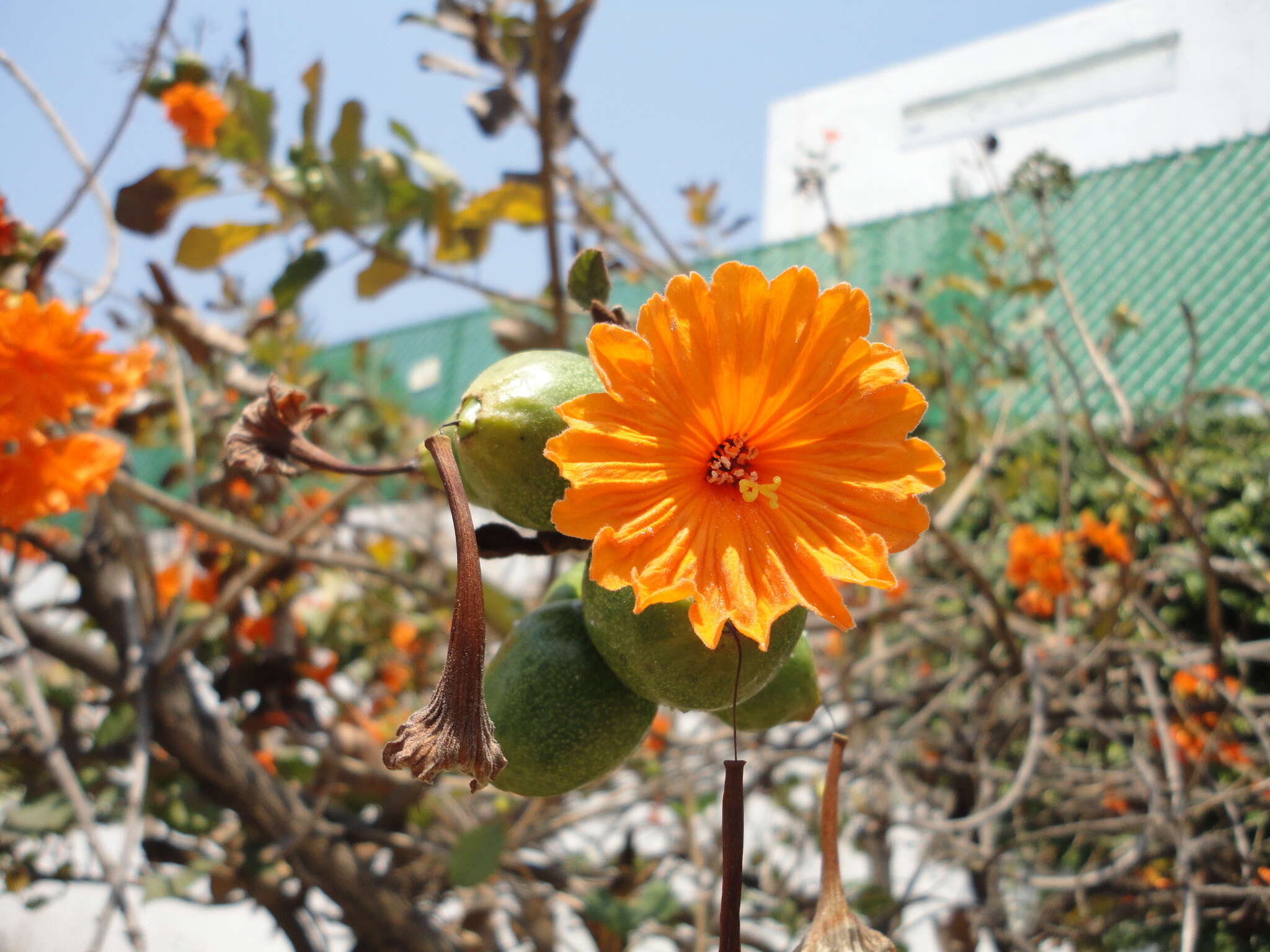 Image of Cordia dodecandra DC.