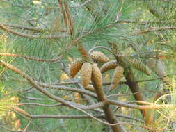 Image of Gregg's pine