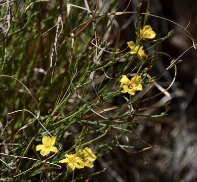 Plancia ëd Menodora integrifolia (Cham. & Schltdl.) Steud.