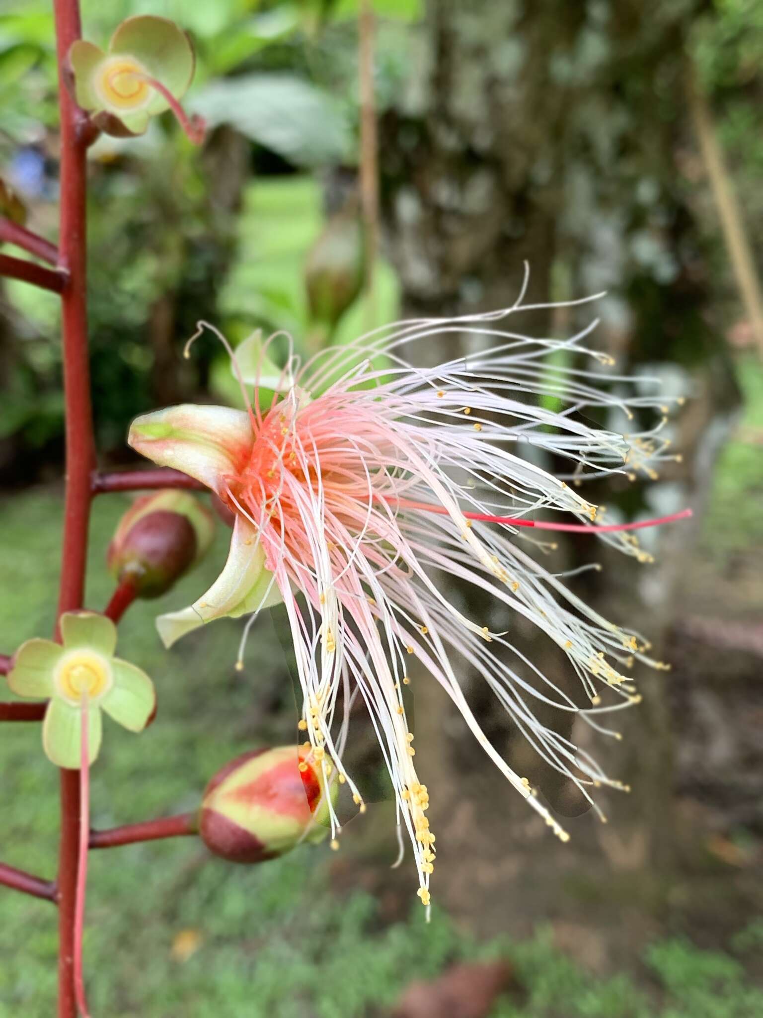 Слика од Barringtonia racemosa (L.) Spreng.