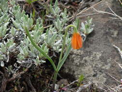 Image of Yellow Bell