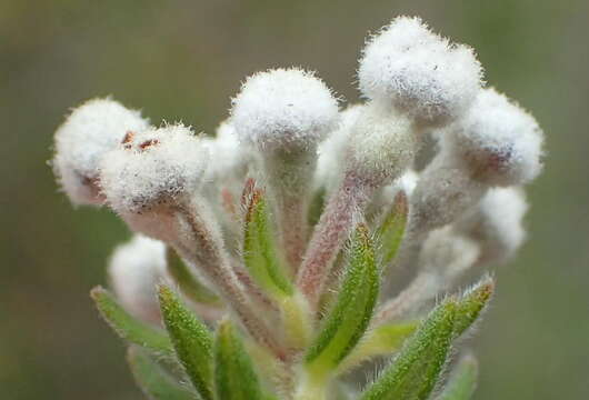 Image of Phylica axillaris Lam.