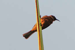 Image of Eastern Dusky Honeyeater