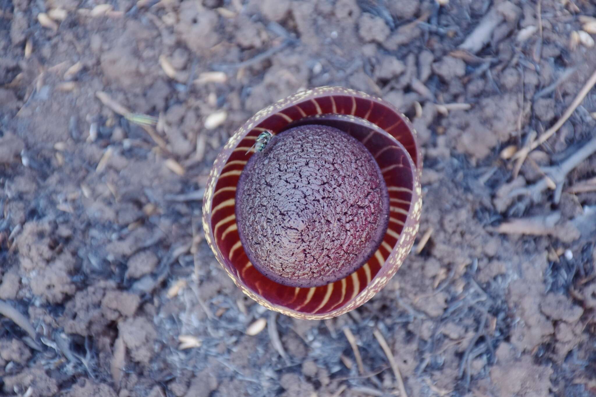 Image of Amorphophallus aphyllus (Hook.) Hutch.