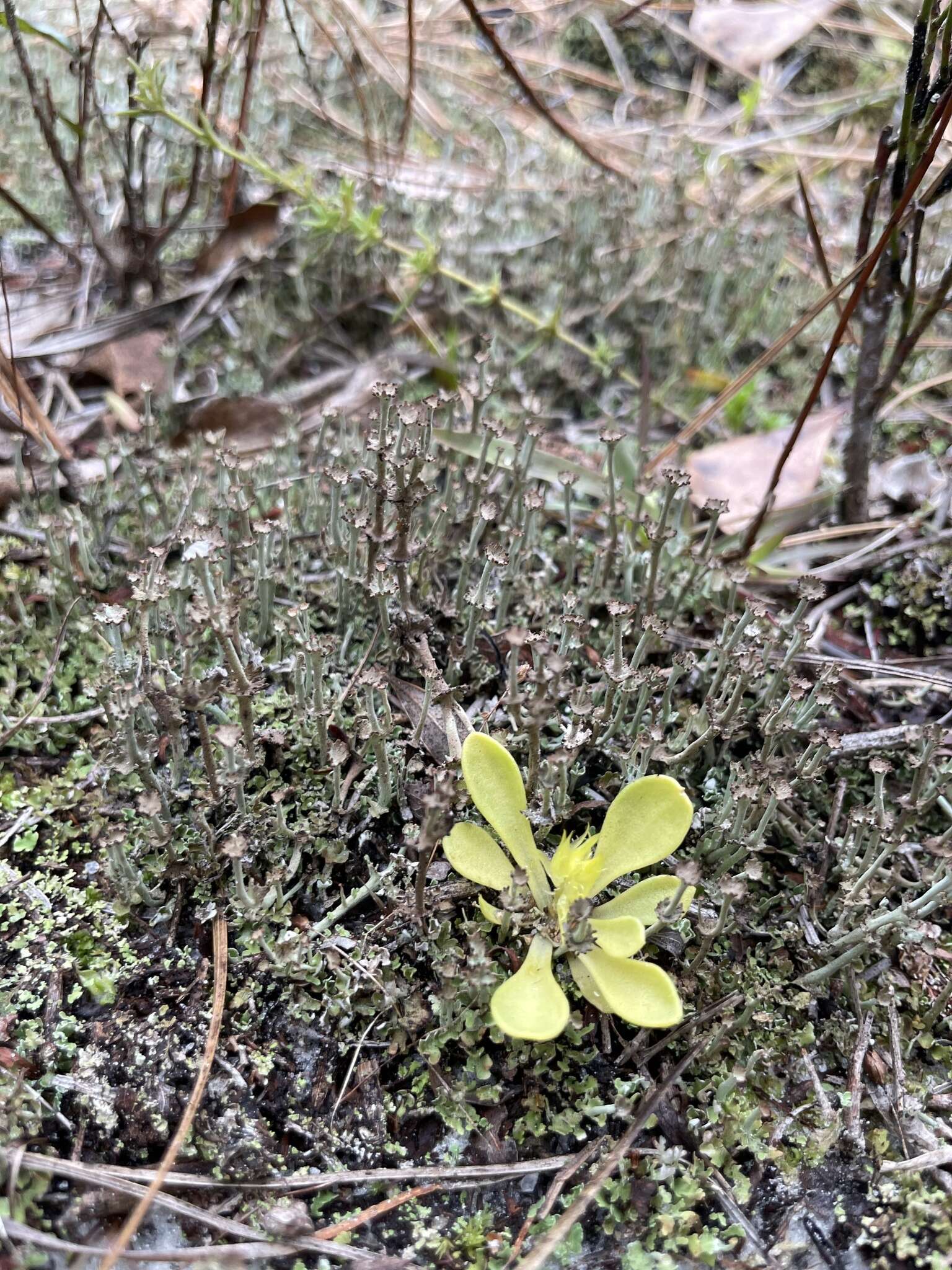 Imagem de Cladonia rappii A. Evans