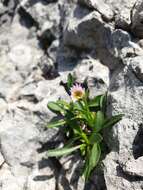 Image de Erigeron glabratus subsp. glabratus Hoppe & Hornsch. ex Bluff & Fingerh.