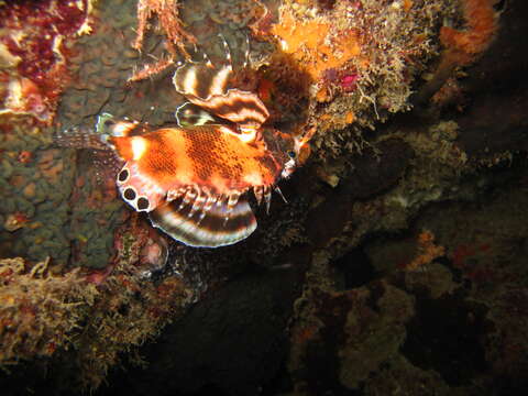 Image of Twinspot lionfish