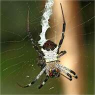 Imagem de Argiope vietnamensis Ono 2010