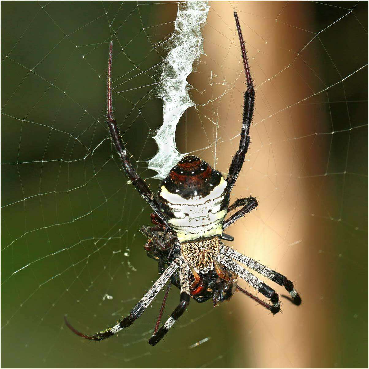 Image of Argiope vietnamensis Ono 2010