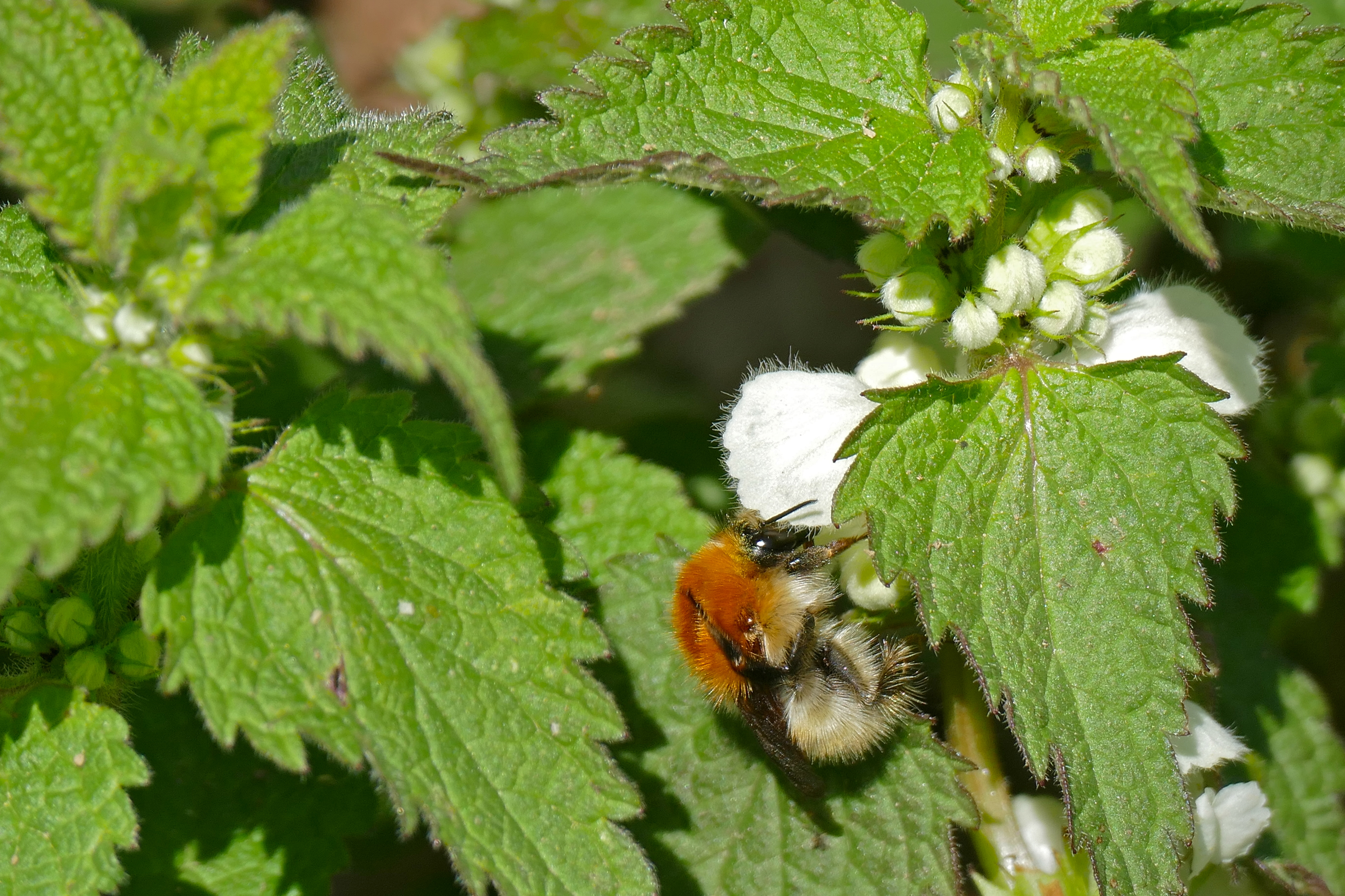 Lamium album (rights holder: Bernard DUPONT)