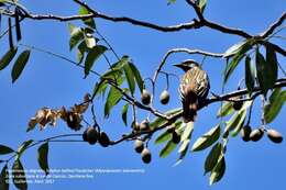 Image of Sulphur-bellied Flycatcher