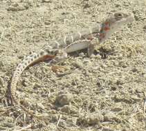 Image of Bluntnose Leopard Lizard