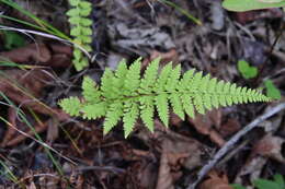 Image of Athyrium yokoscense (Franch. & Sav.) Christ