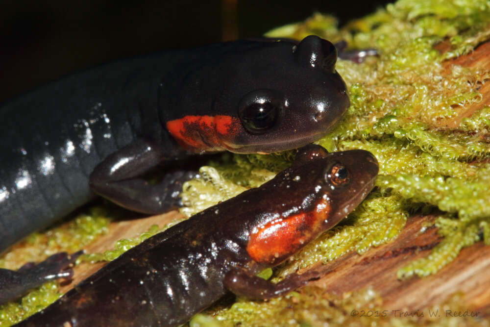 Image of Jordan's Salamander